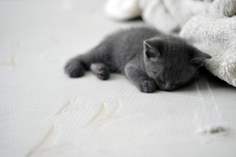Gray Kitten Sleeping — Peaceful, Photograph