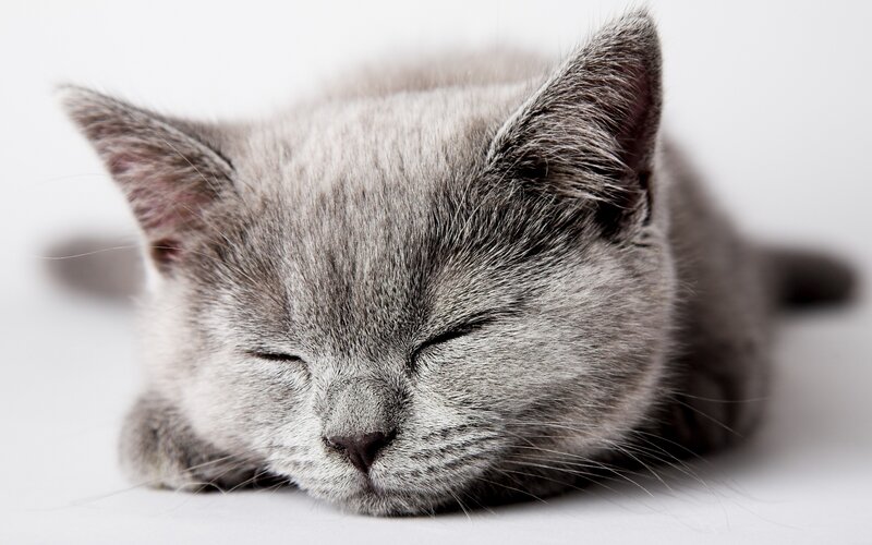 Gray Kitten Sleeping — Peaceful, Photograph, White Background