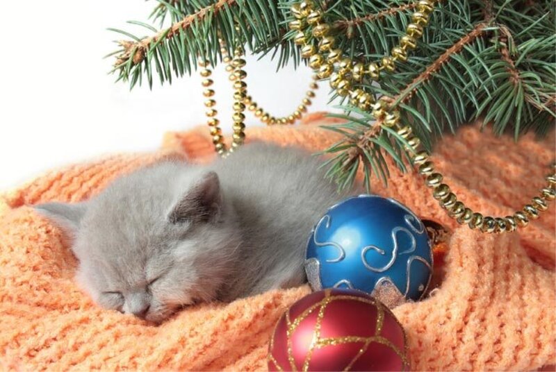 Gray Kitten Sleeping — Peaceful