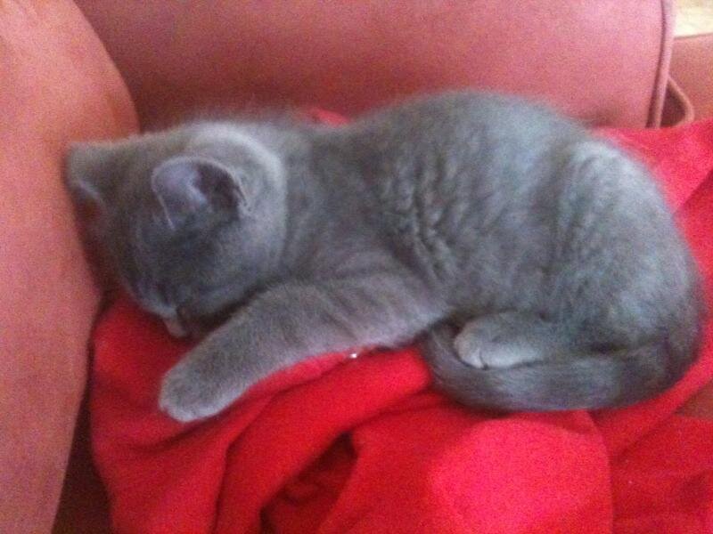Gray Kitten Sleeping