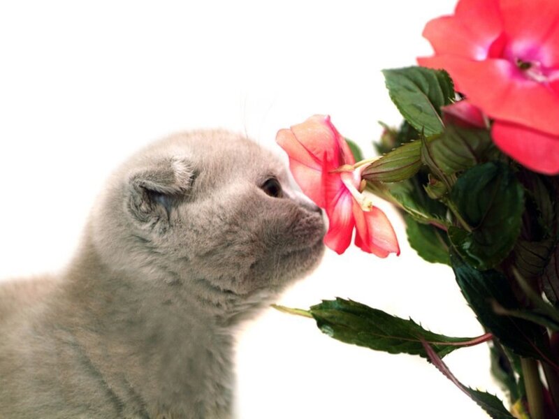 Gray Kitten Sniffing Flower