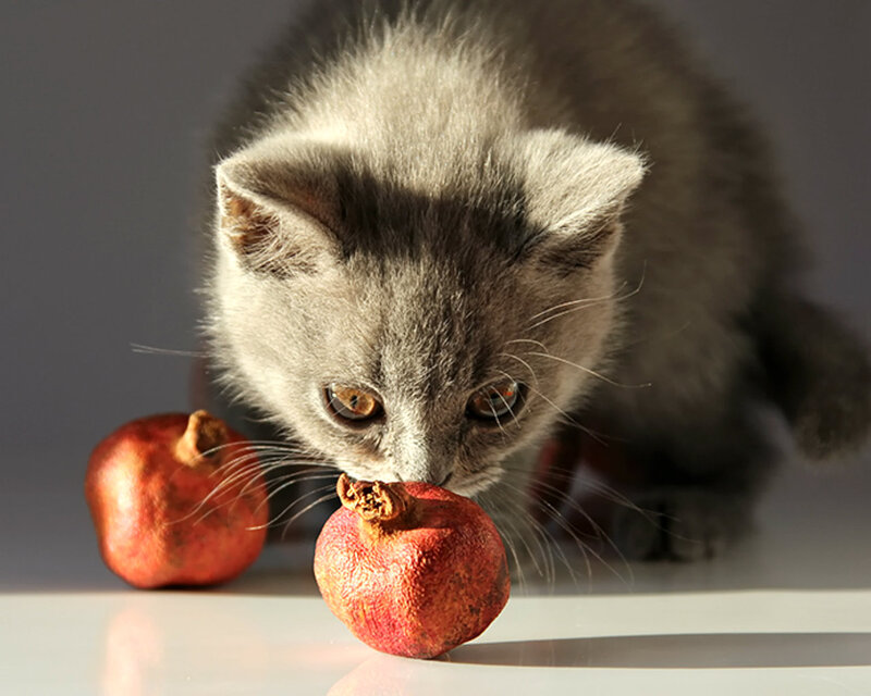 Gray Kitten Sniffing Pomegranate