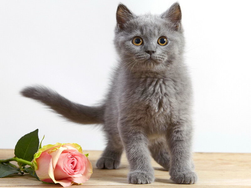 Gray Kitten Standing — Calm, Photograph