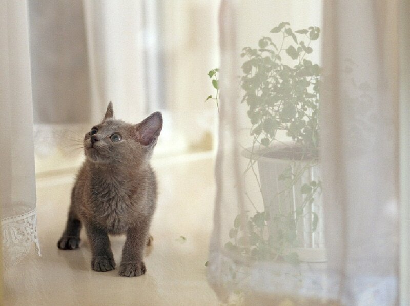 Gray Kitten Standing — Calm