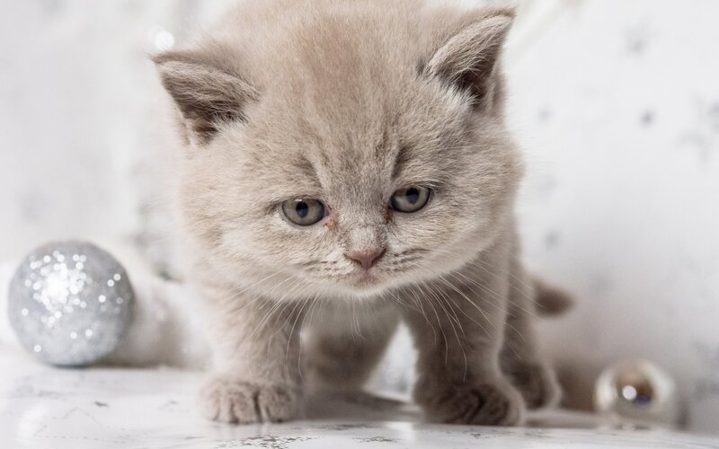 Gray Kitten Standing — Calm, Winter