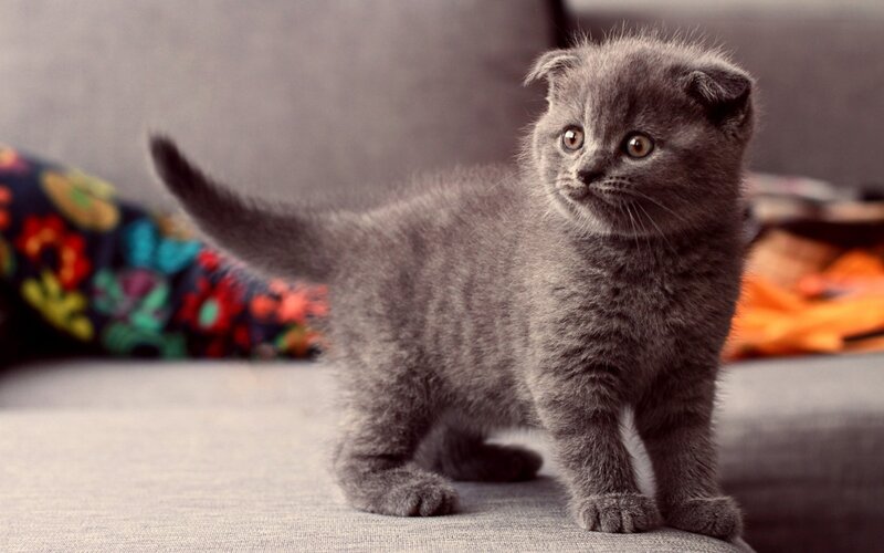 Gray Kitten Standing — Curious, Photograph