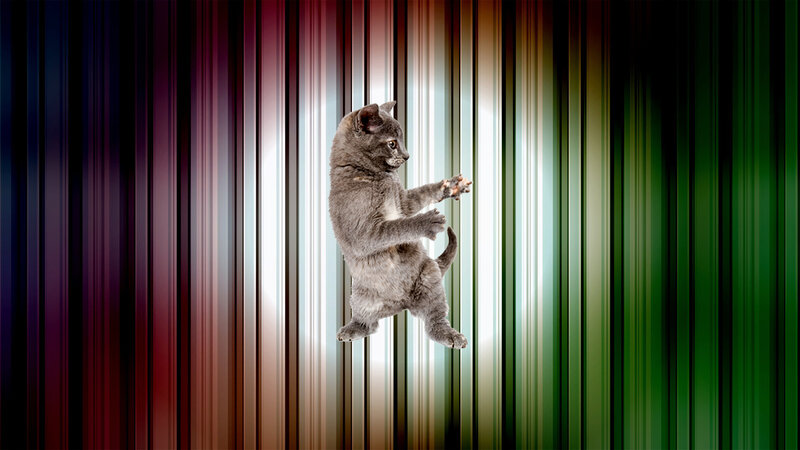 Gray Kitten Standing — Dramatic