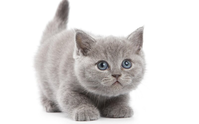 Gray Kitten Standing — Innocent
