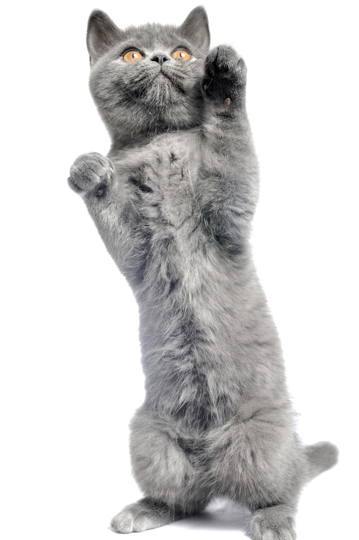 gray kitten standing on hind legs