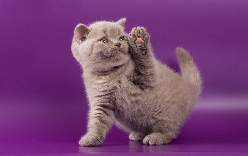 Gray Kitten Standing — Purple, Playful