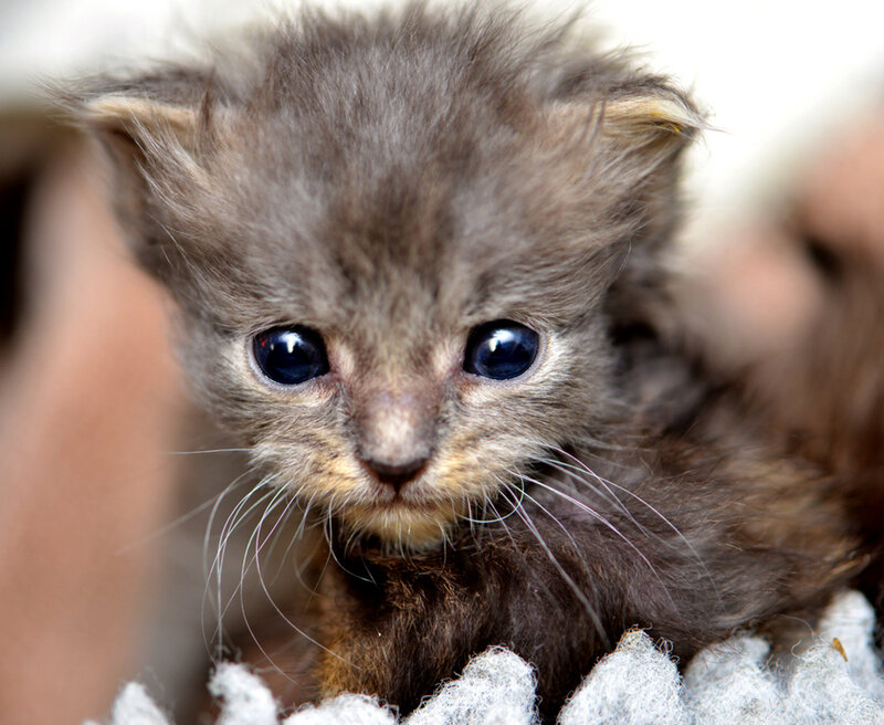 Gray Kitten