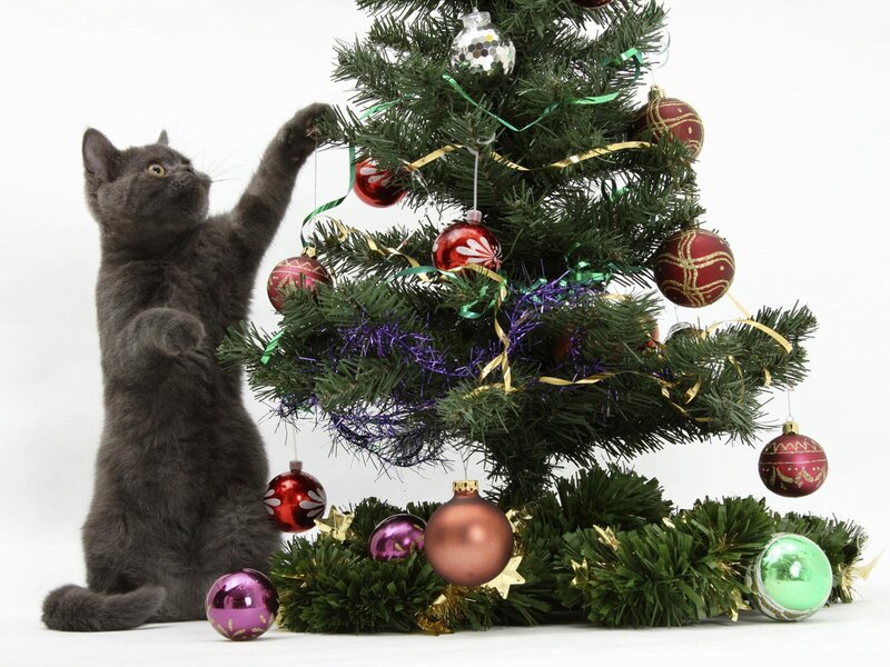Gray Kitten Touching Tree