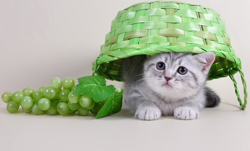 Gray Kitten under Basket