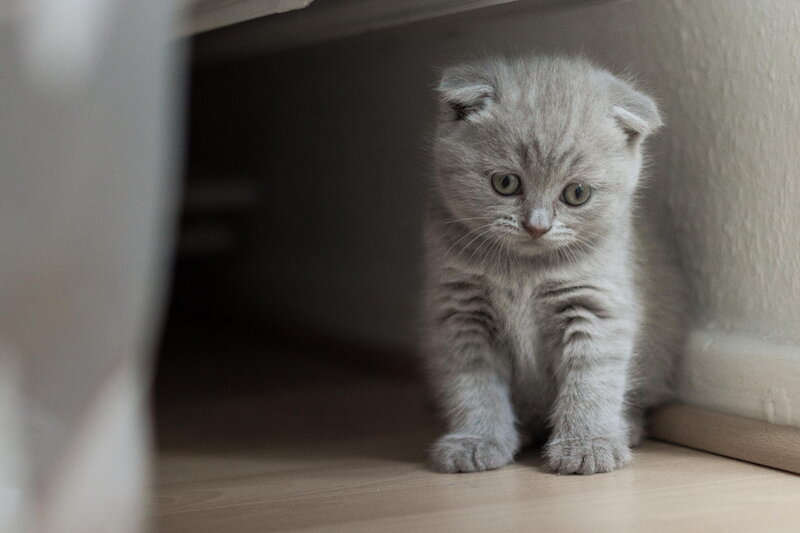 Gray Kitten under Furniture