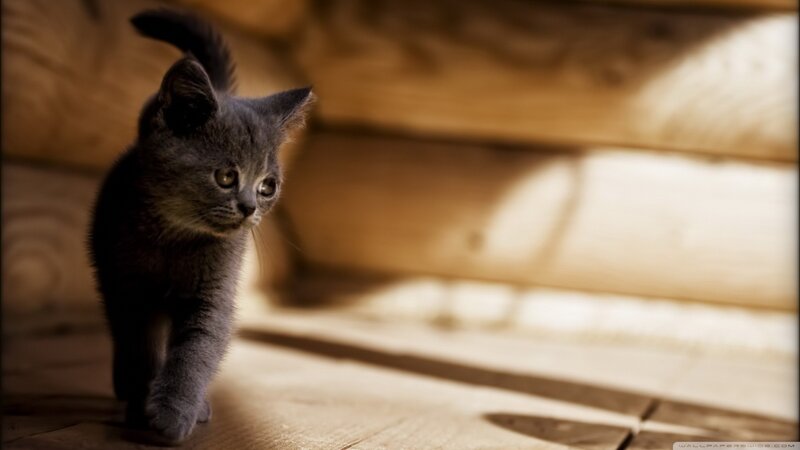 Gray Kitten Walking — Calm, Afternoon, Photograph, Wood Floor