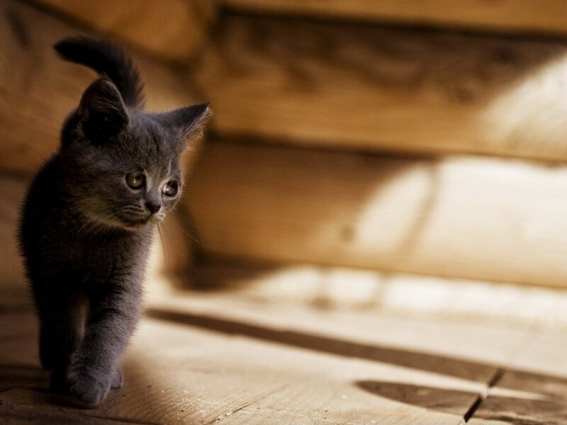 Gray Kitten Walking — Calm, Afternoon