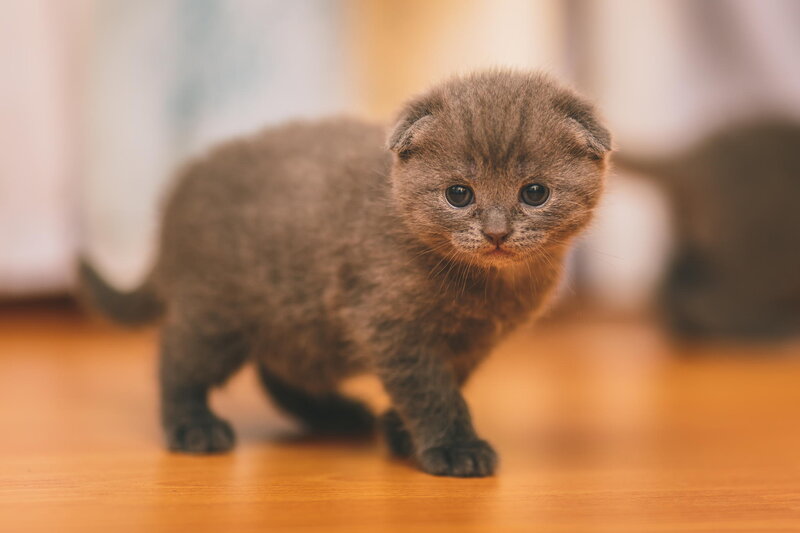 Gray Kitten Walking — Calm, Photograph