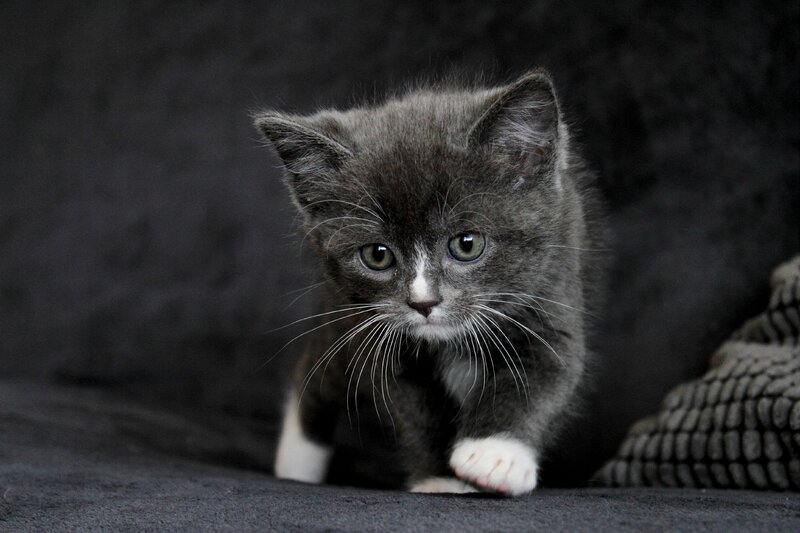 Gray Kitten Walking — Calm, Photograph, Whiskers
