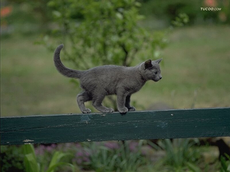 Gray Kitten Walking — Calm