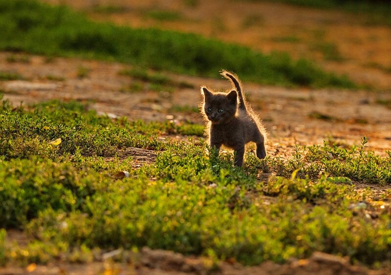 Gray Kitten Walking — Green