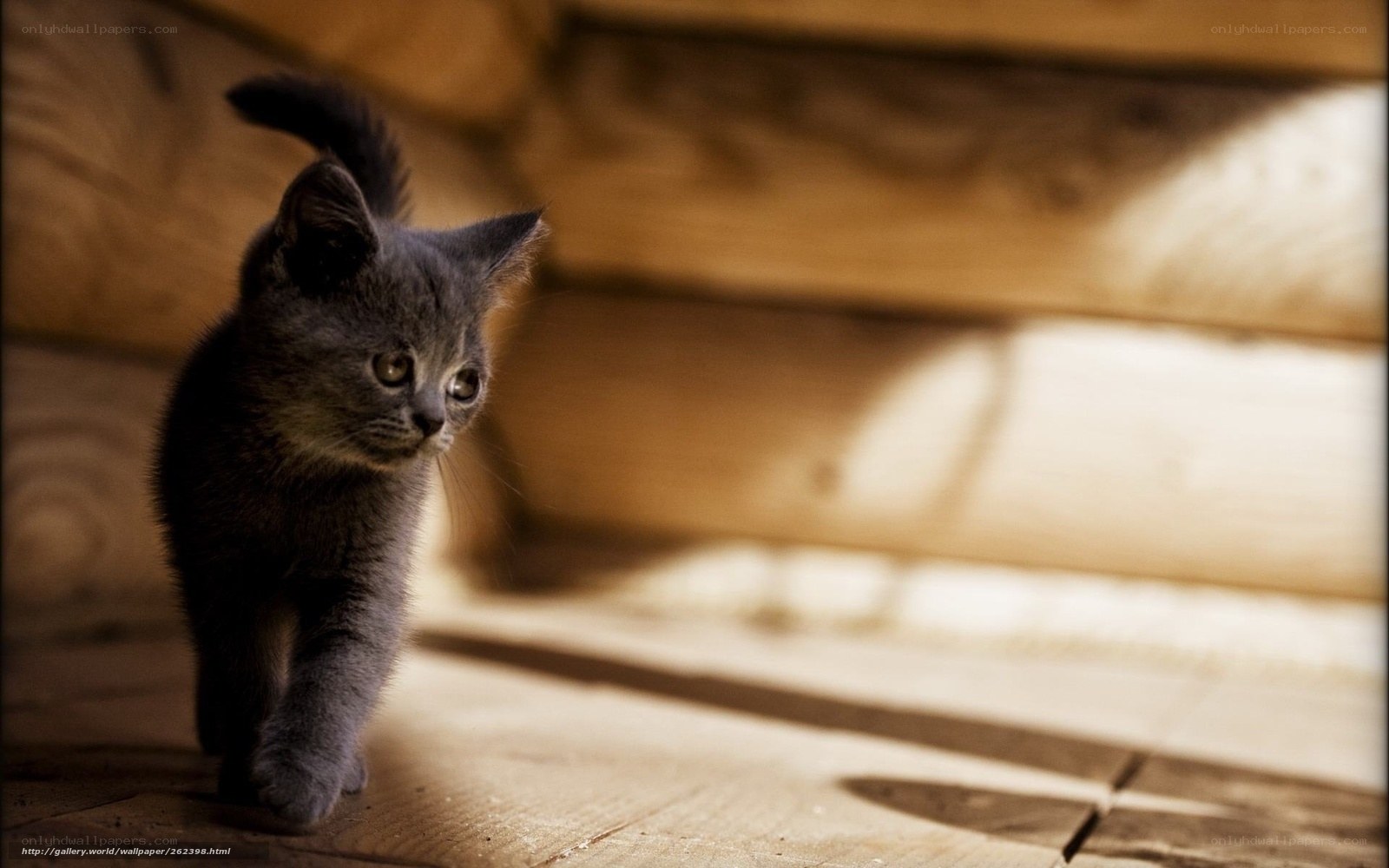 gray kitten walking on wood