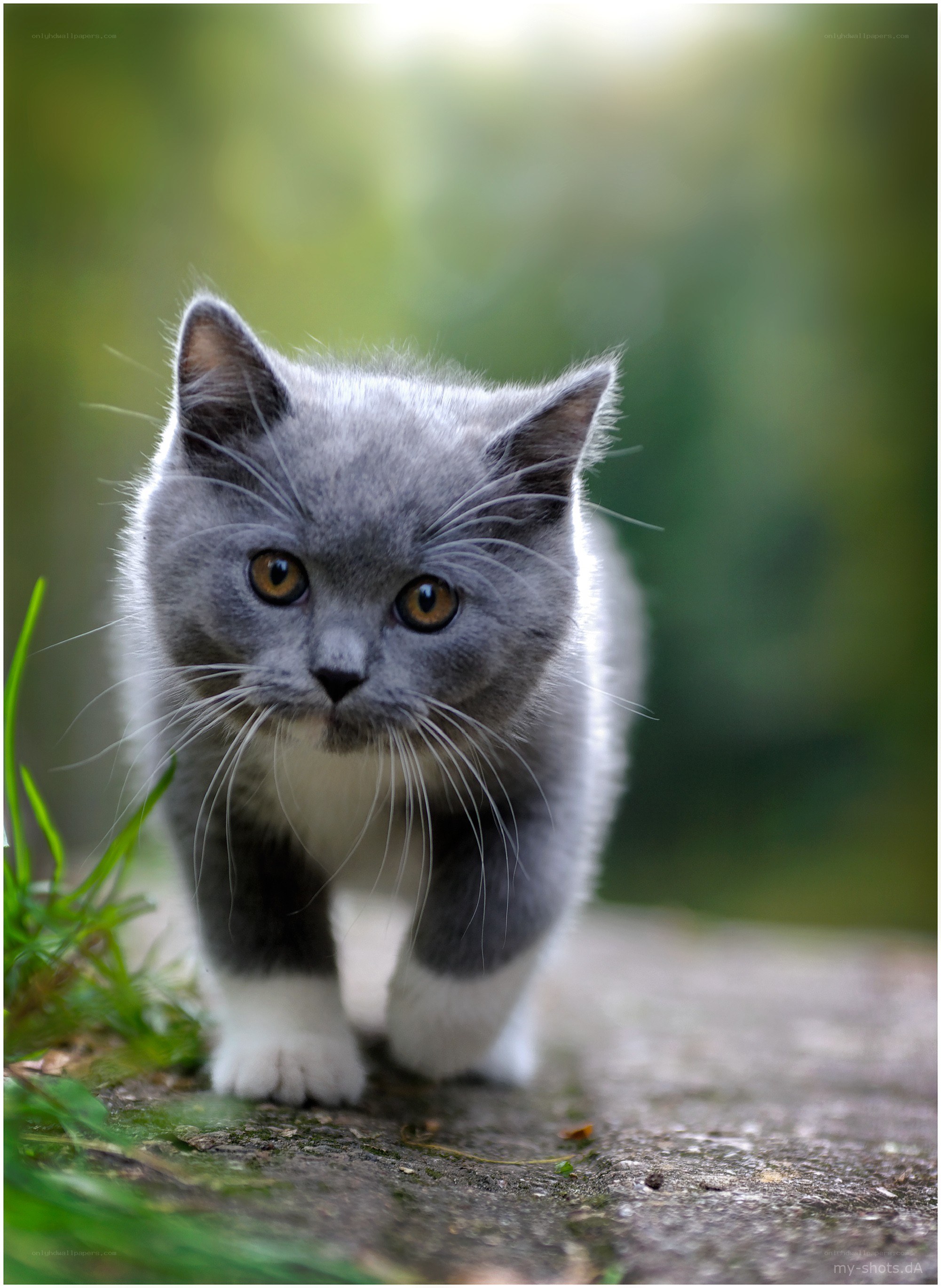 gray kitten walking outdoors