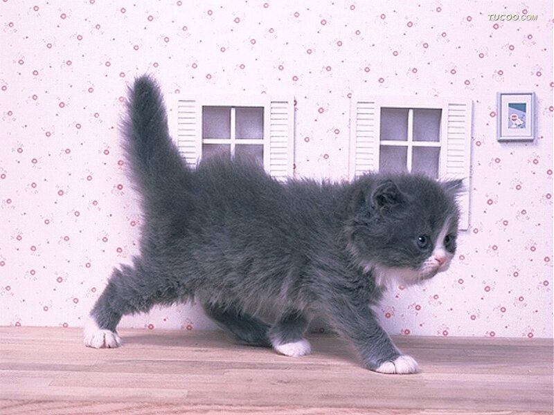 Gray Kitten Walking