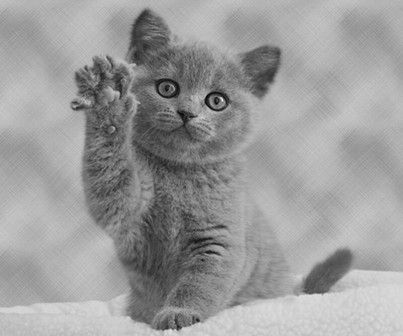 Gray Kitten Waving Paw