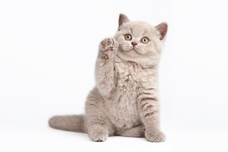 Gray Kitten Waving — Playful