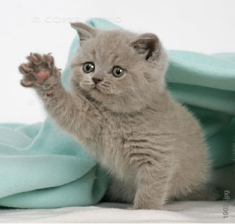 Gray Kitten Waving