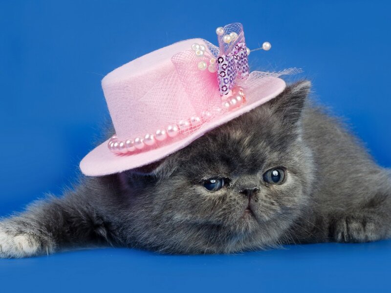 Gray Kitten Wearing Hat — Blue, Calm