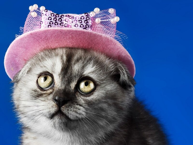 Gray Kitten Wearing Hat — Blue, Playful, Photograph