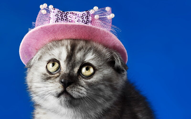 Gray Kitten Wearing Hat — Blue, Playful