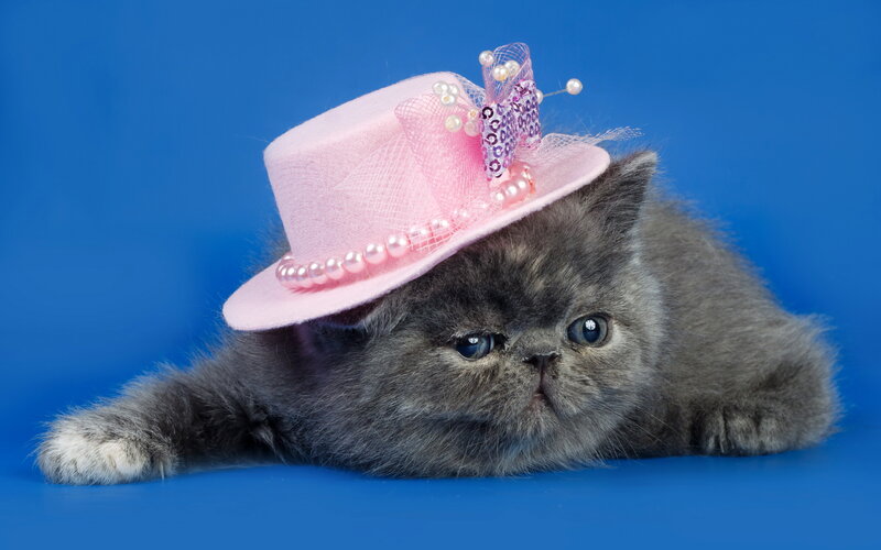 Gray Kitten Wearing Hat — Blue