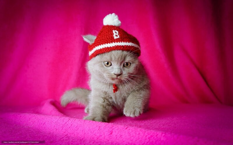 Gray Kitten Wearing Hat — Pink