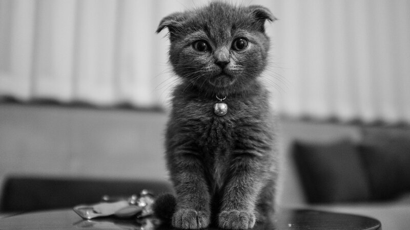 Gray Kitten with Bell — Black