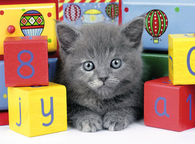 Gray Kitten with Blocks