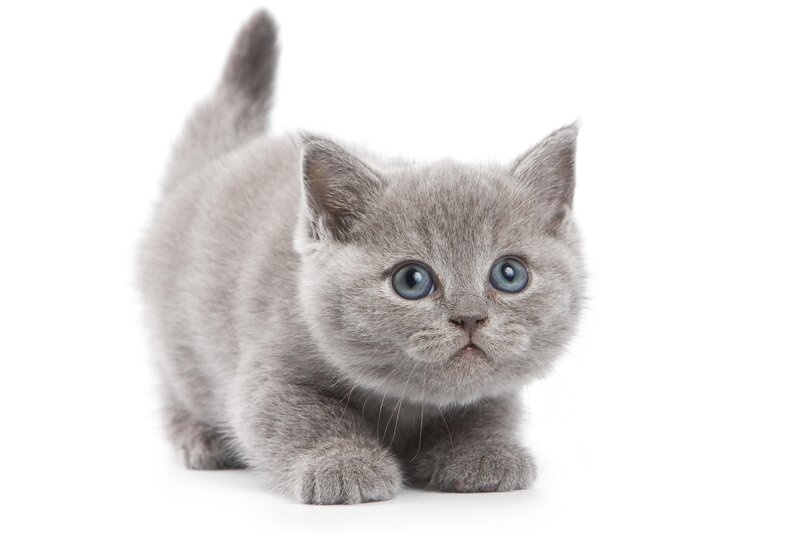 gray kitten with blue eyes