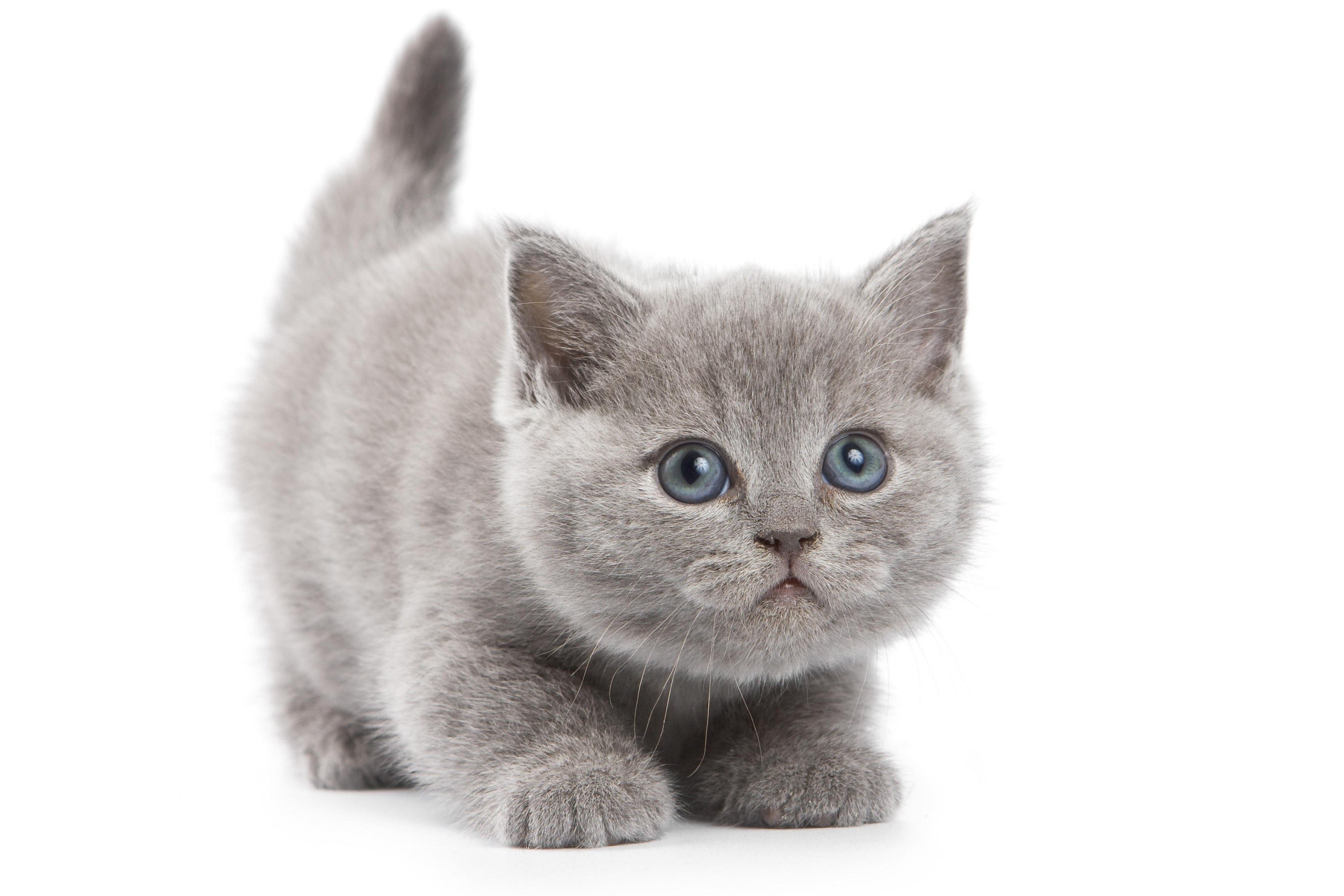 gray kitten with blue eyes