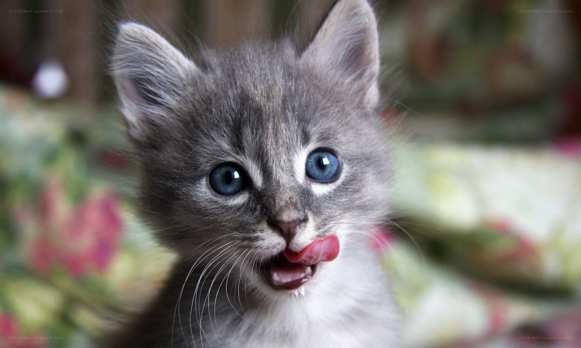 gray kitten with blue eyes