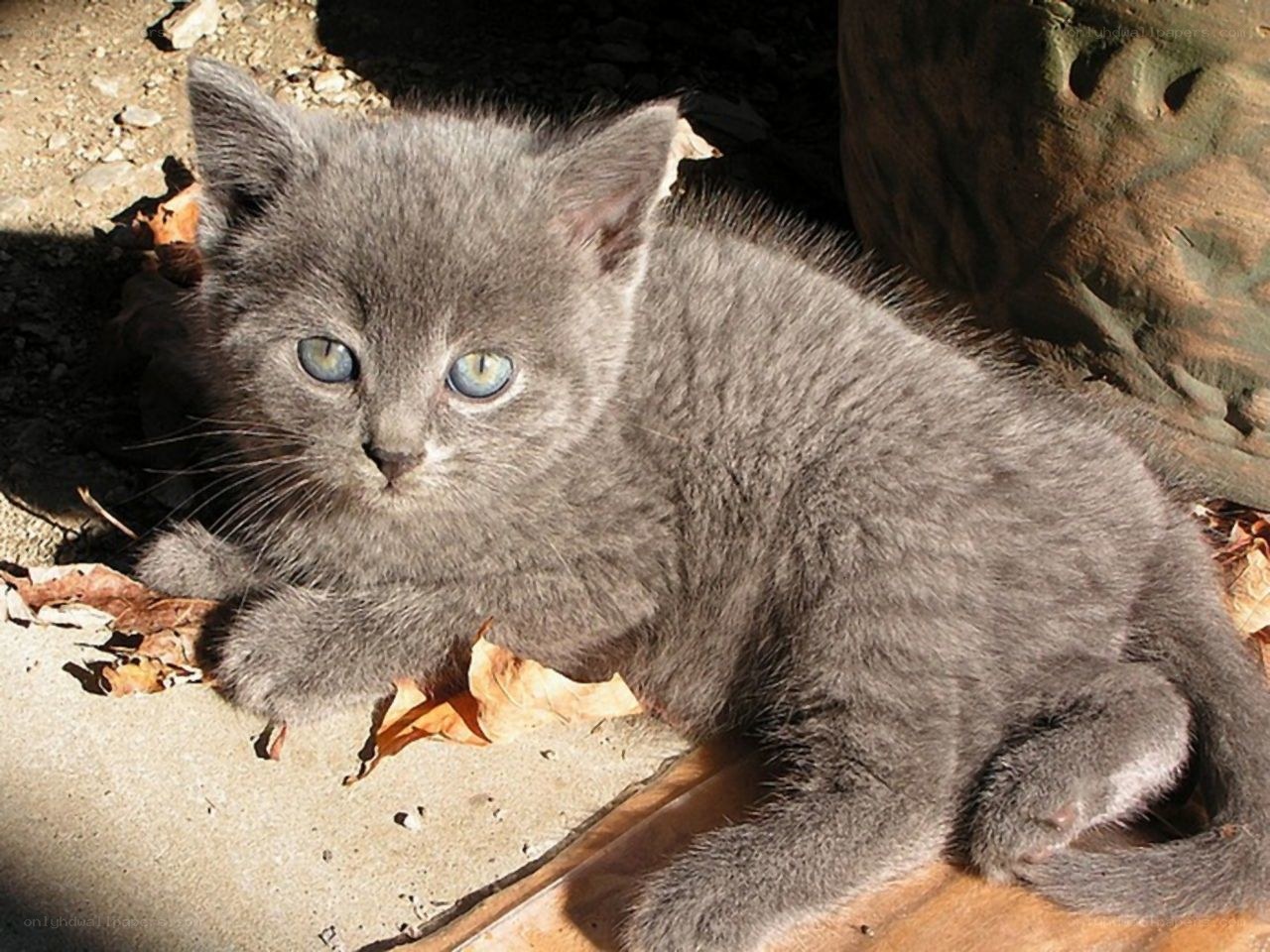 gray kitten with blue eyes