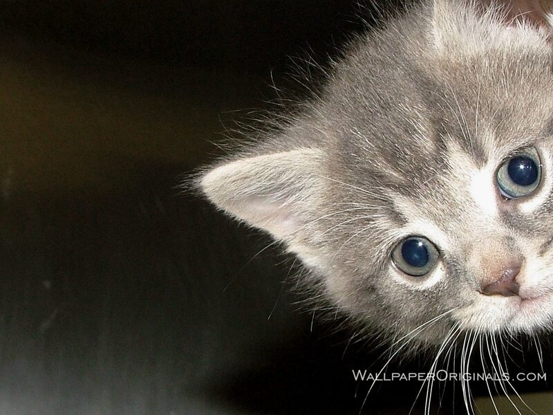 gray kitten with blue eyes