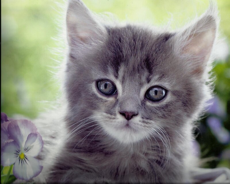 Gray Kitten with Blue Eyes — Calm, Afternoon
