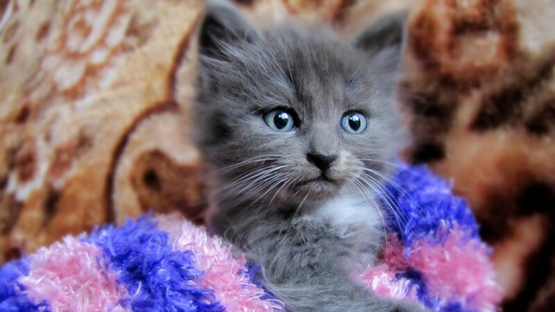 Gray Kitten with Blue Eyes — Calm, Photograph, Blanket