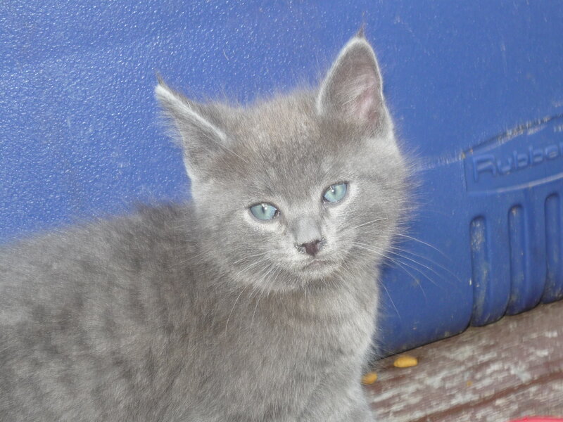Gray Kitten with Blue Eyes — Calm, Photograph, Blue Container