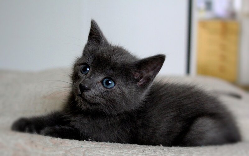 Gray Kitten with Blue Eyes — Calm, Photograph, Cat, Bed