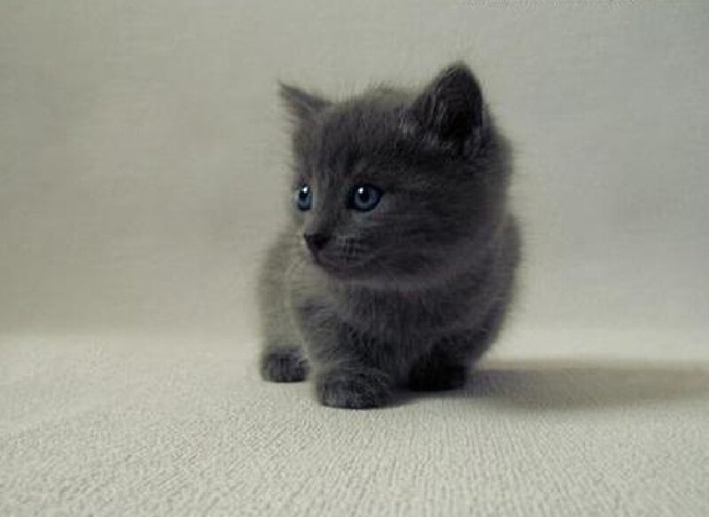 Gray Kitten with Blue Eyes — Calm, Photograph, Cat, Floor