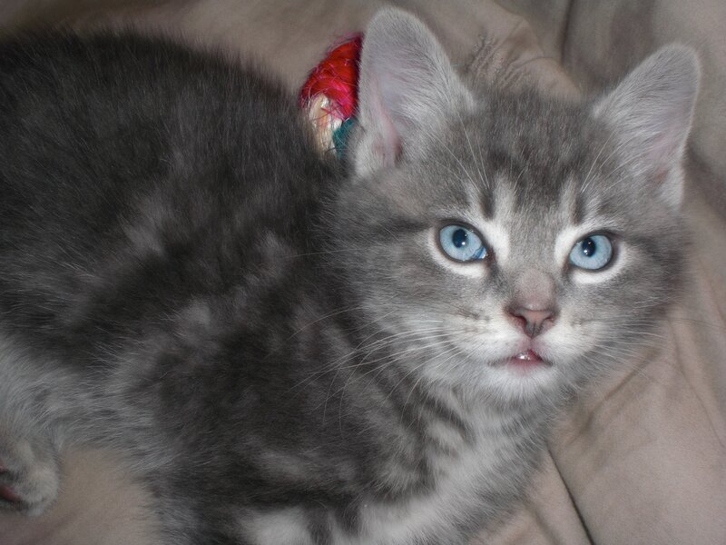 Gray Kitten with Blue Eyes — Calm, Photograph, Cat