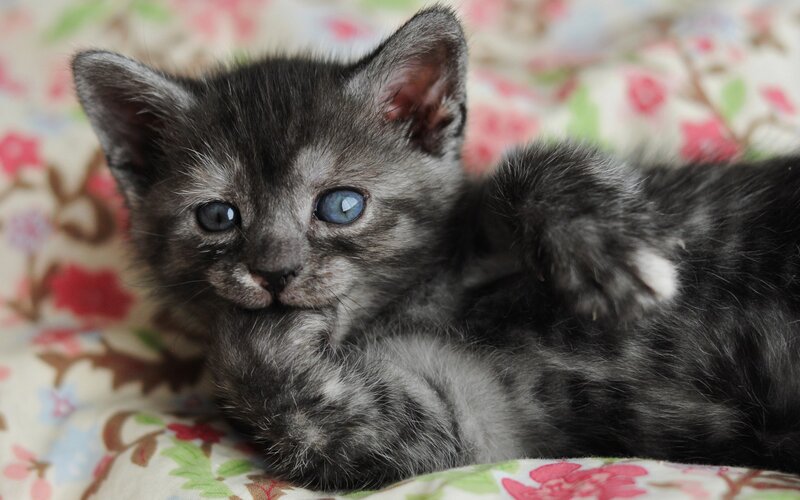 Gray Kitten with Blue Eyes — Calm, Photograph, Floral Blanket