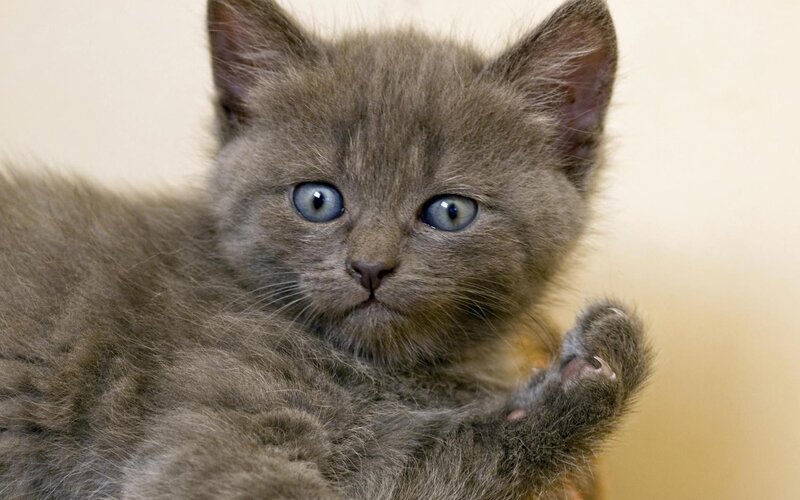 Gray Kitten with Blue Eyes — Calm, Photograph, Paw